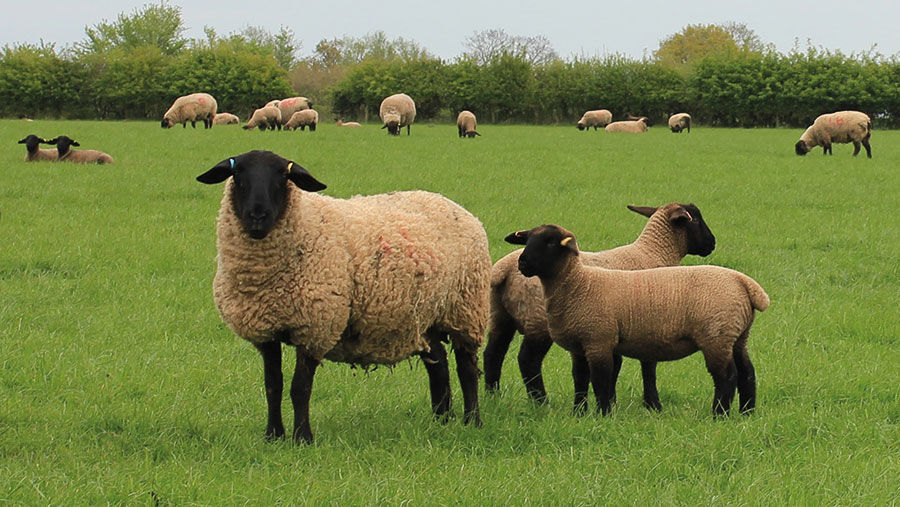 Bentley Suffolk ewe and lambs