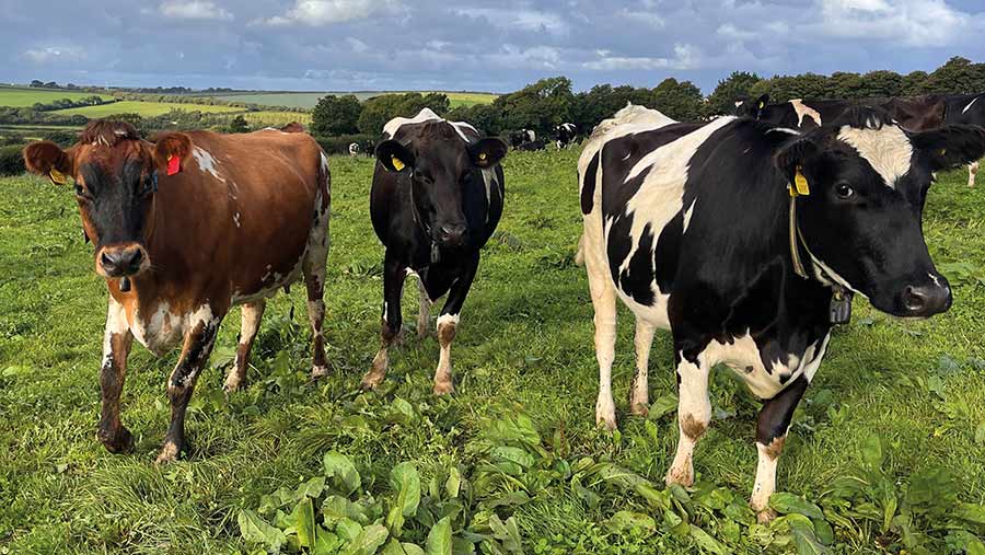 Cows at Ennis Barton © Hayley Chapman