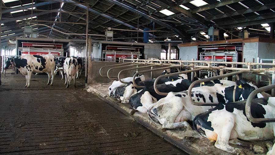 advice-on-observing-housed-cows-to-improve-dairy-sheds-farmers-weekly