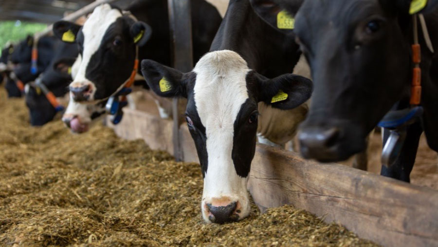 cows feeding
