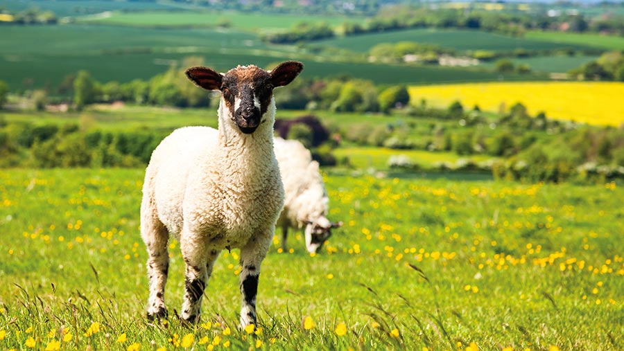 grazing lamb