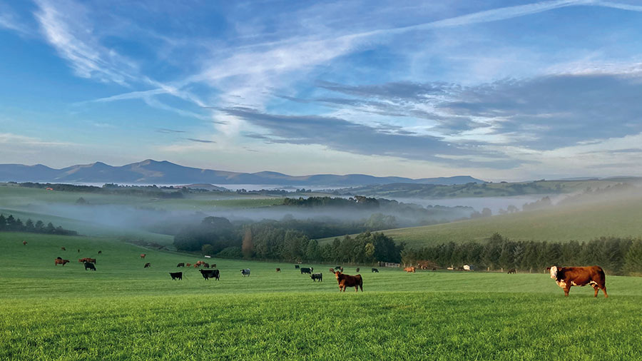 Farming landscape with cows