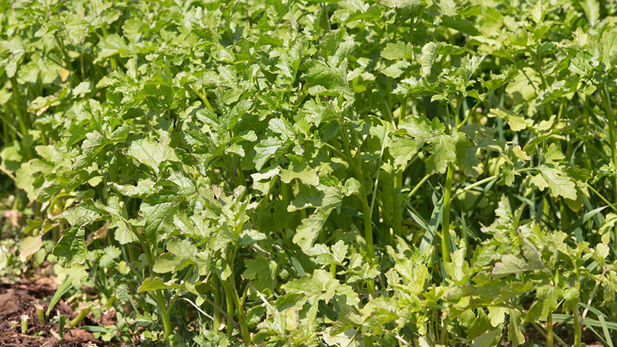 Cover crop