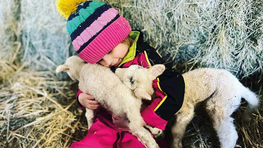Young child with baby lambs
