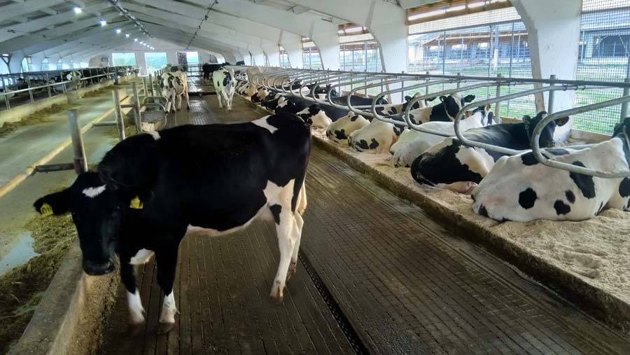 dairy cows ukraine