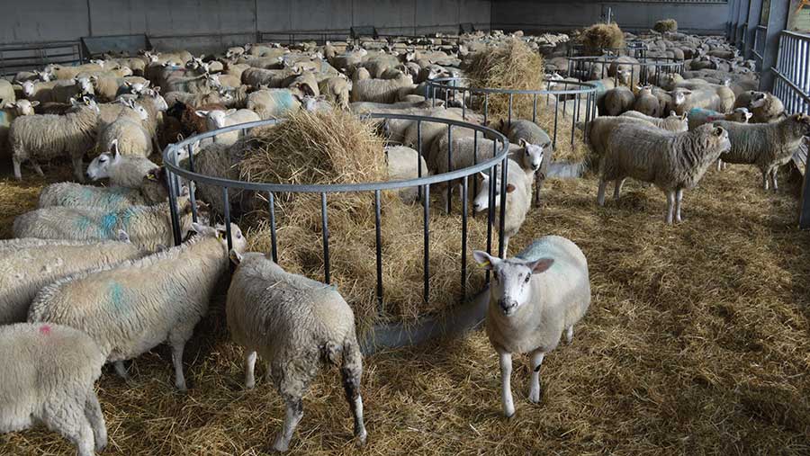 Housed sheep with forage