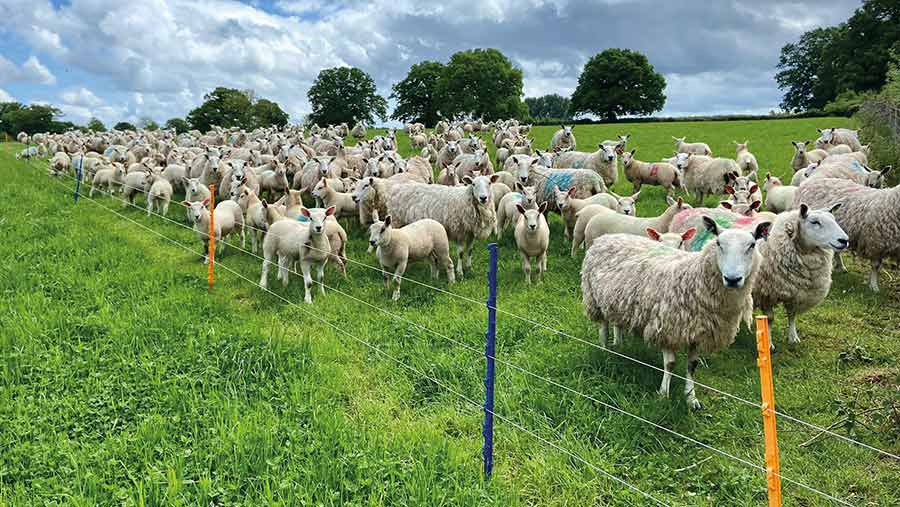 Sheep in paddock