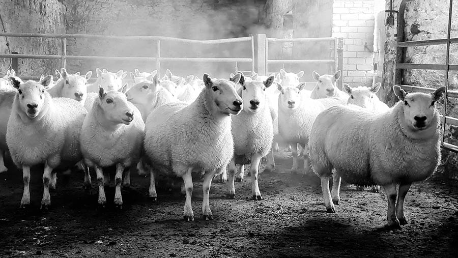 ~Sorting sheep for the tups