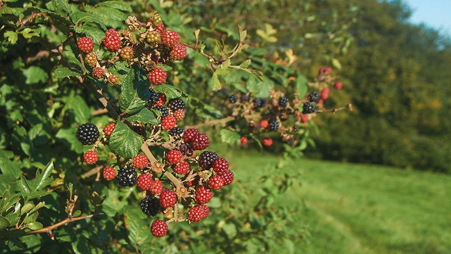 Hedge with wild blackberries