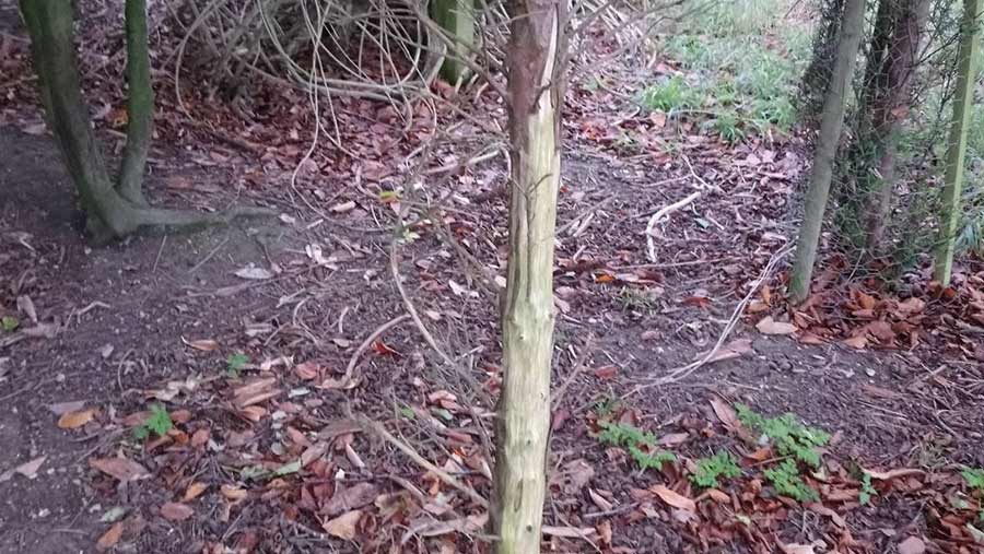 Deer damage to tree