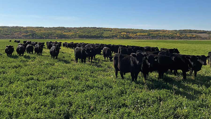 Weaned bulls in field