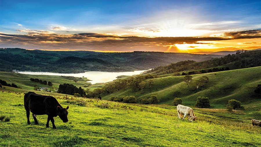 Australian landscape with cattle