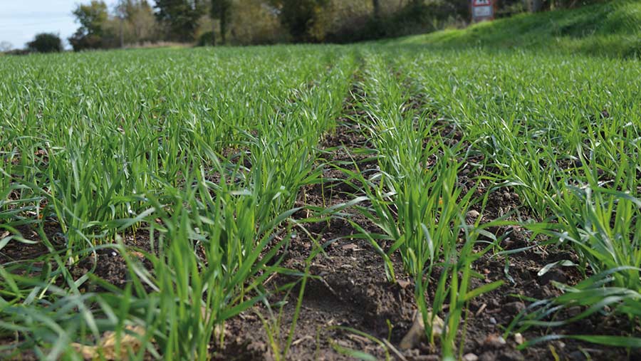 Wheat crop in early growing stages