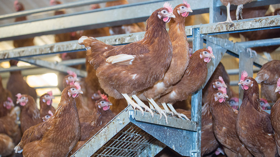 Backyard poultry keepers 'flout rules', Efra committee told - Vimarsana News