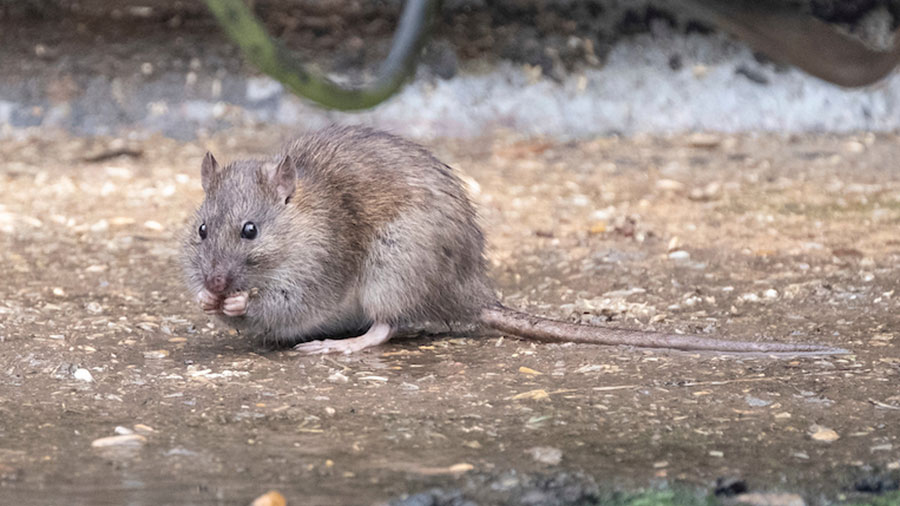 New study finds rodenticide resistance in rats and mice - Farmers
