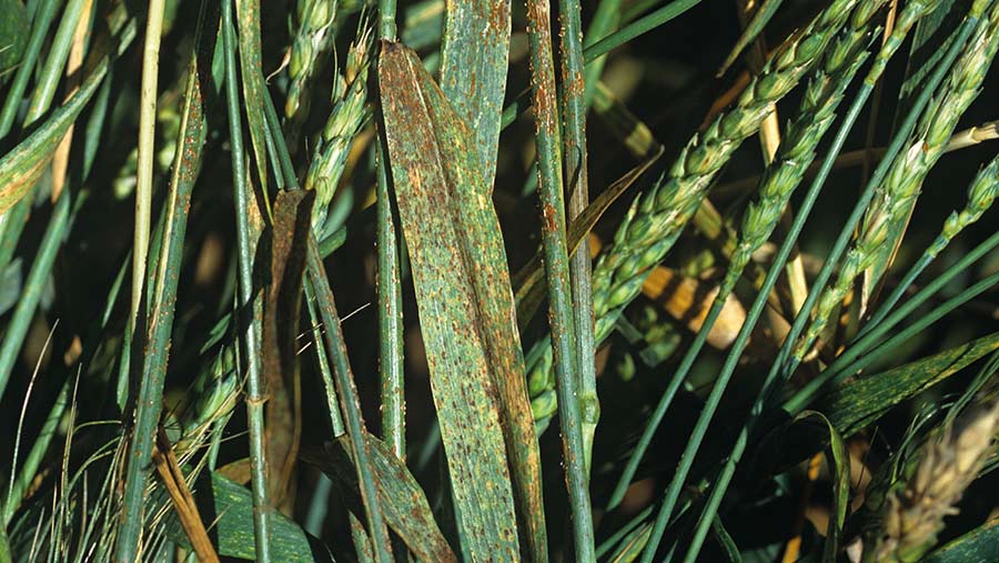 Black stem rust © Nigel Cattlin/Alamy Stock Photo