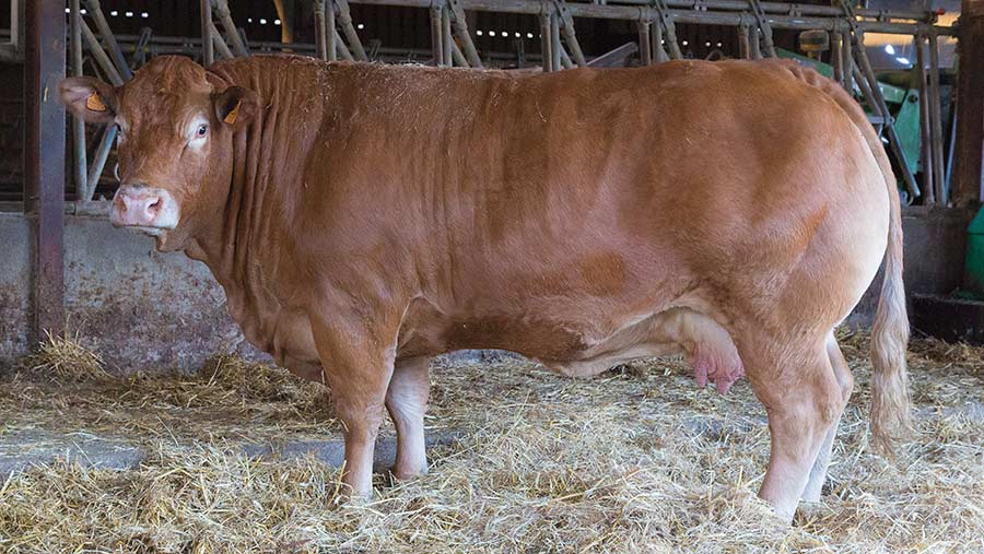 Desassure Limousin cull cow