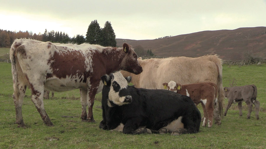 Cows on a heather hill