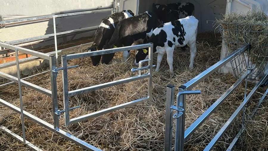 Calves in a pen with a steel gate