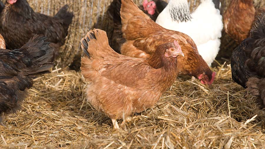 Organic chickens on straw