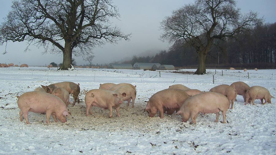 Tips on preparing your pig unit for winter Farmers Weekly