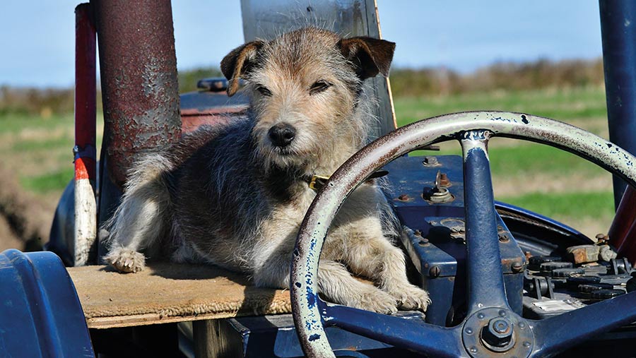 Dog on plough