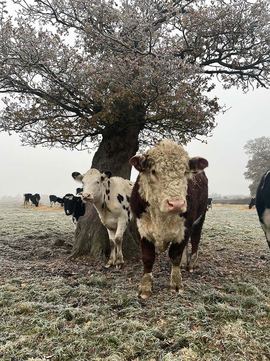 Bull and cows in field in frost