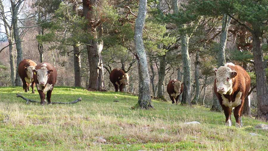 Hereford bulls walking under trees