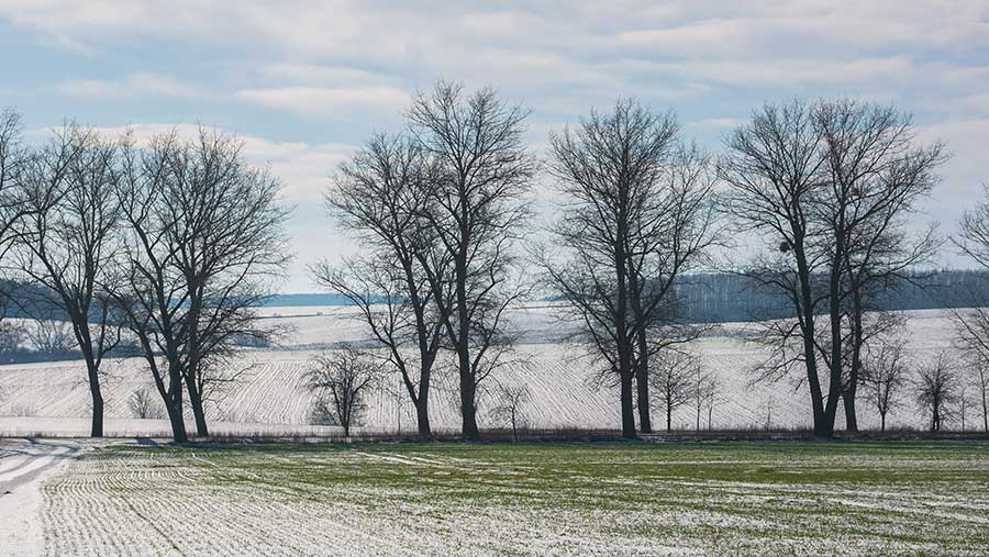 Trees in snow