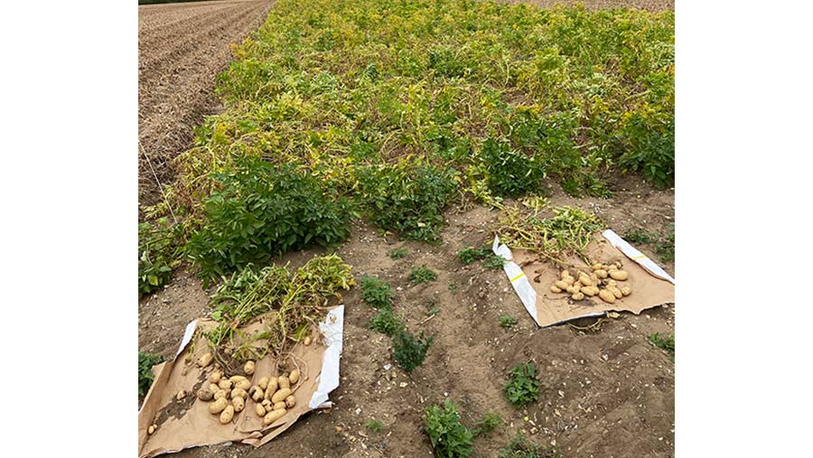 Potatoes in field