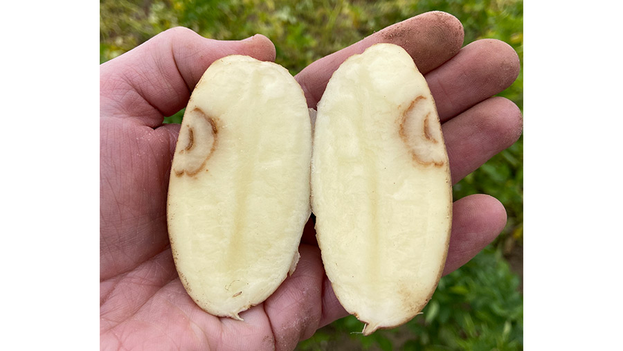 Spraing in cut potatoes