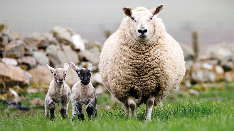 Maedi Visna Outbreak Leads To Soul destroying 4 000 ewe Cull Farmers 