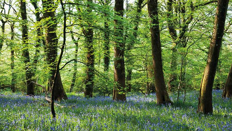 Old woodland with bluebells