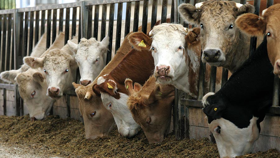 Straw Diets for Suckler Cows - check your ration!, Helping farmers in  Scotland