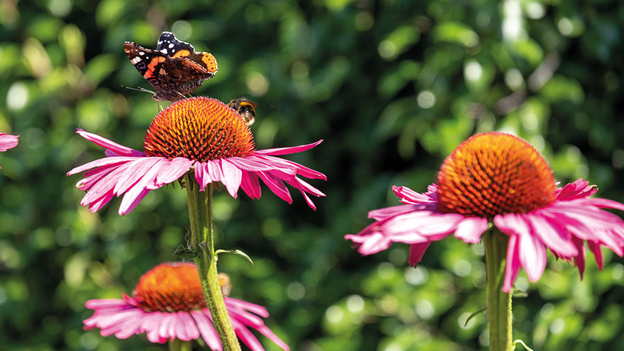 Butterfly sitting on a flower head