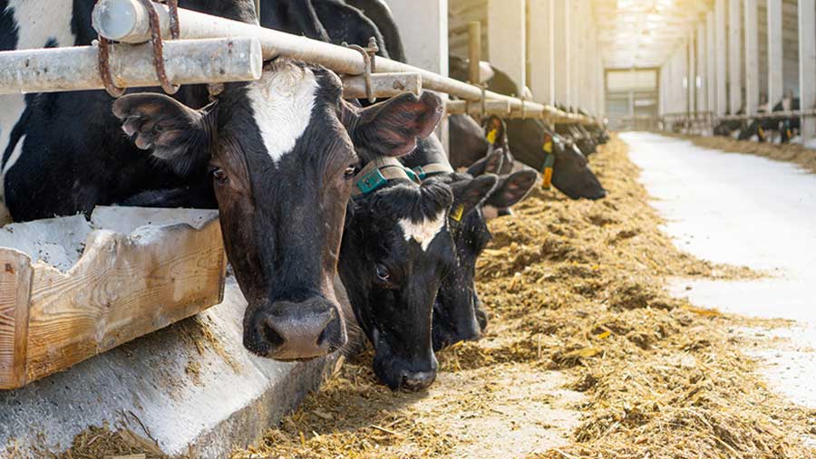 Housed cows eating silage