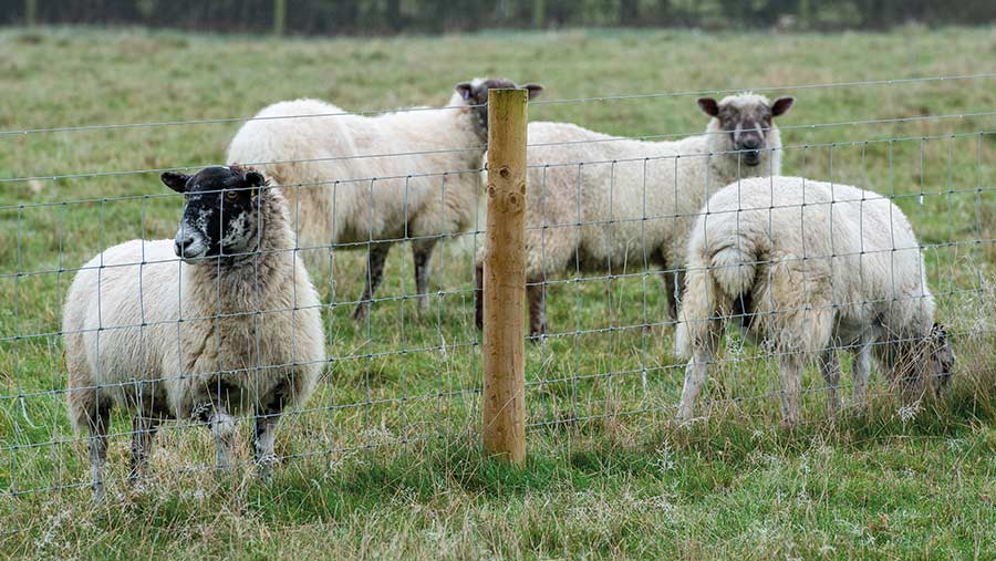 Sheep in paddock with fencing