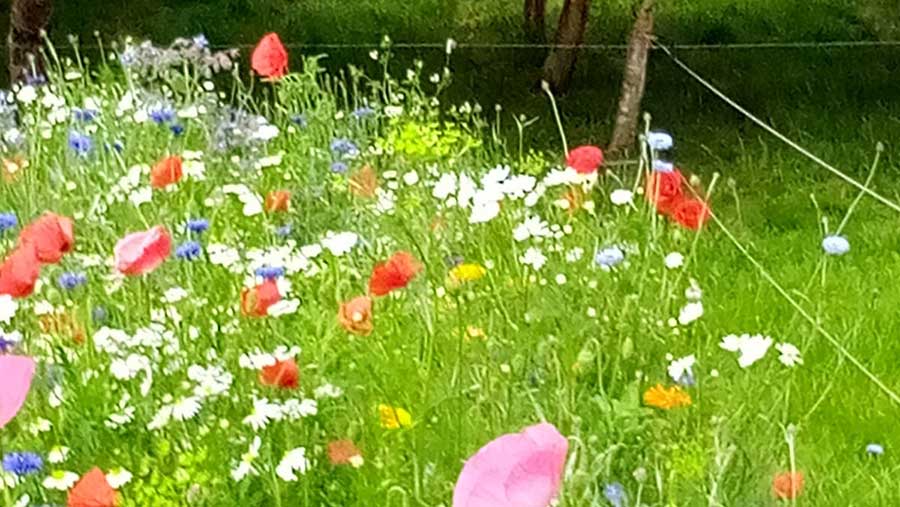 Wildflowers in field