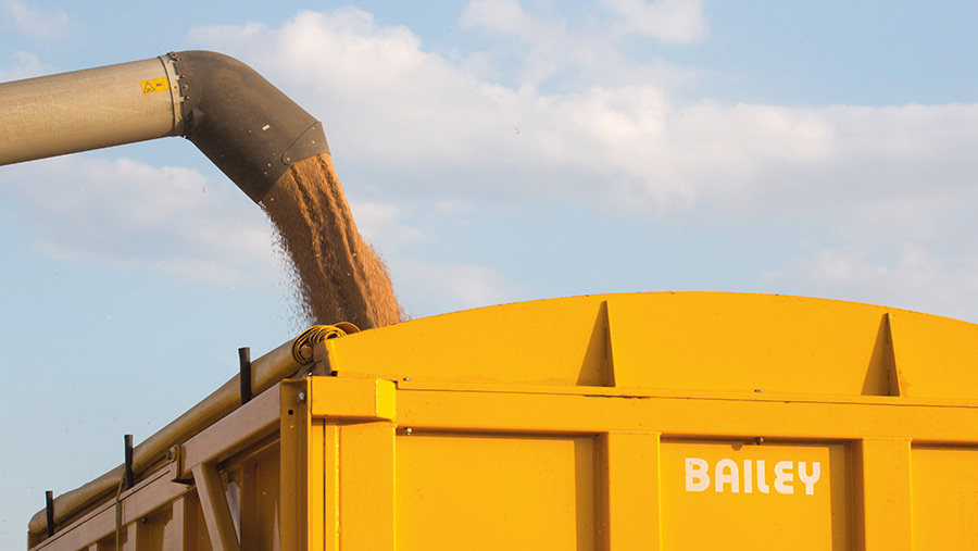 Harvesting wheat