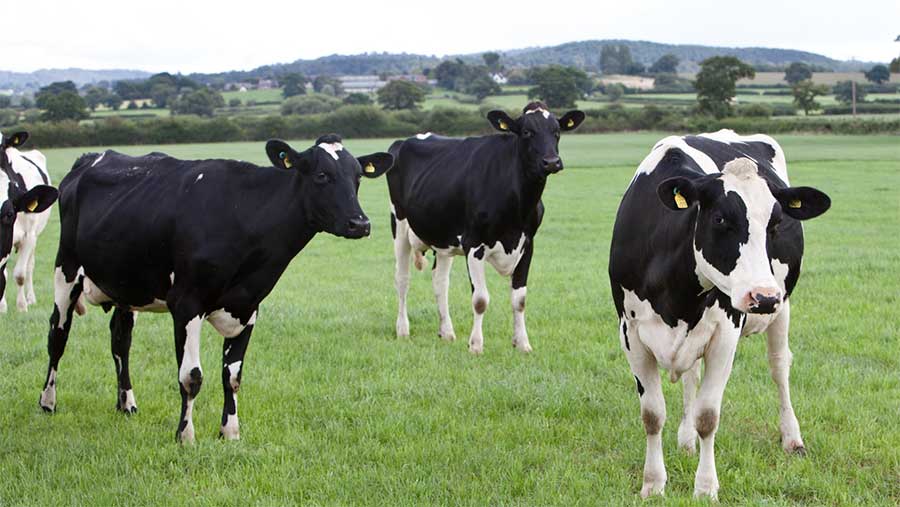 Common dairy cows in a field