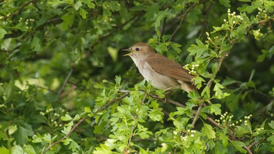 Nightingale