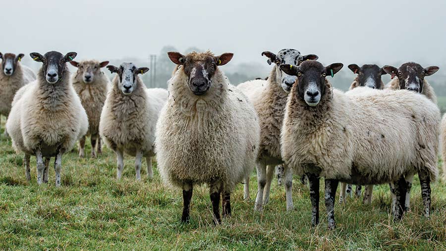 North of England Mule ewes © John Eveson