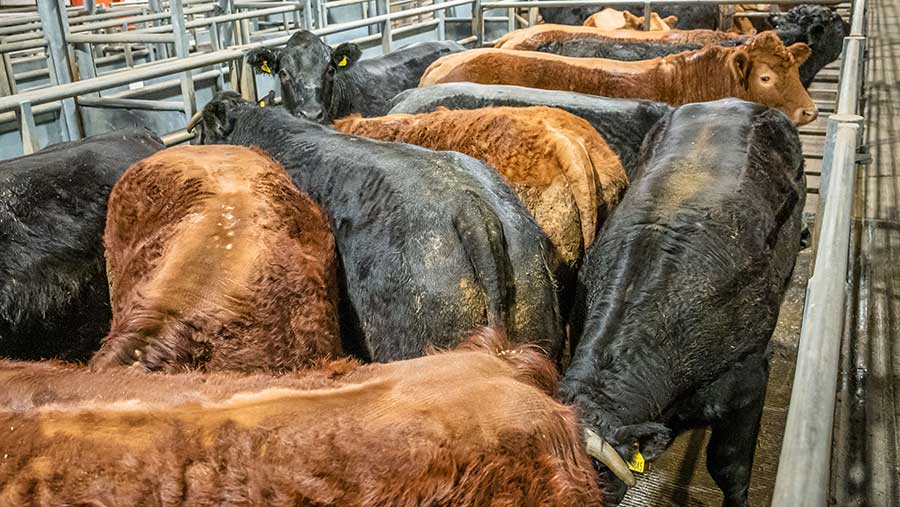 Calving Pens, Helping farmers in Scotland