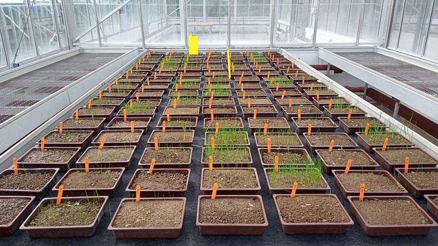 Seed bank germination trials