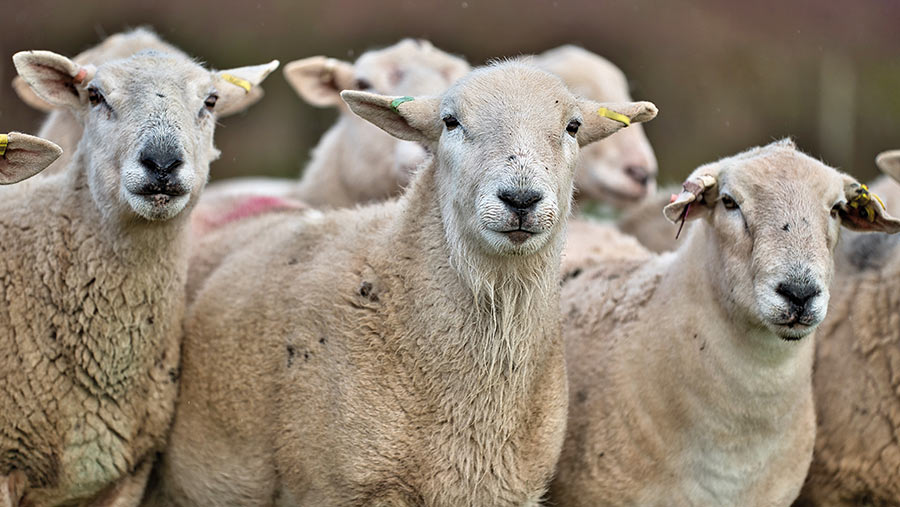 Sheep at Hayden Woolley Farm © Richard Stanton