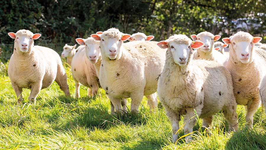 Sheep at Ollie White's farm