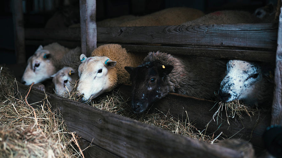 sheep on farm