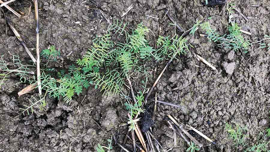 Villiana hairy vetch