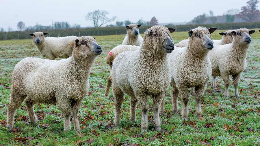 Wensleydale sheep  in field