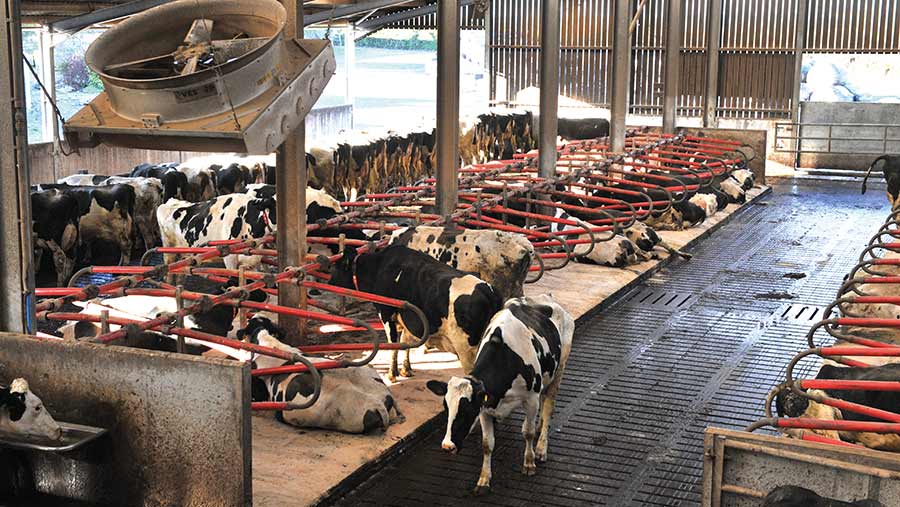 cows in cubicles
